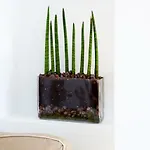 En Cruz Σάντα Κρουζ Τενερίφης