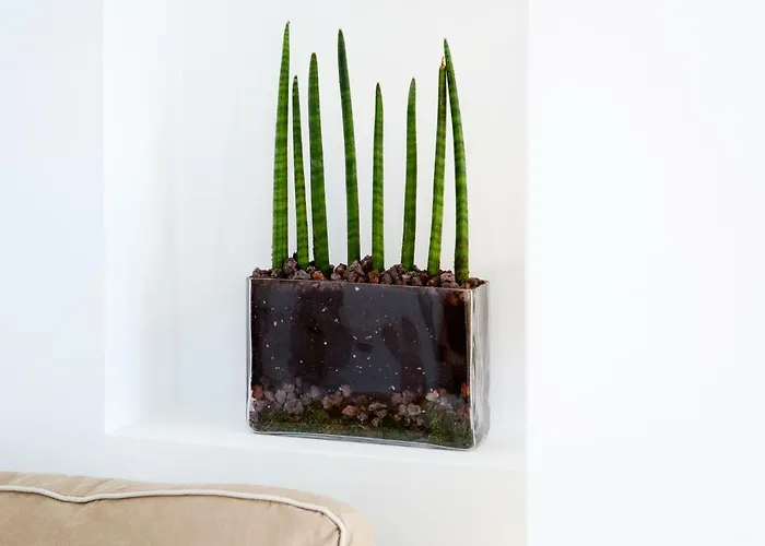 En Cruz Santa Cruz de Tenerife